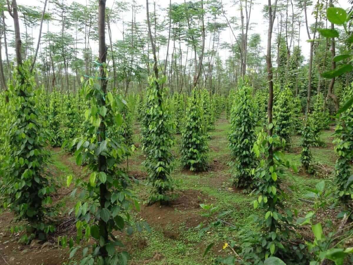 Giá tiêu hôm nay 17/4/2026: Cao nhất 141.000 đồng/kg