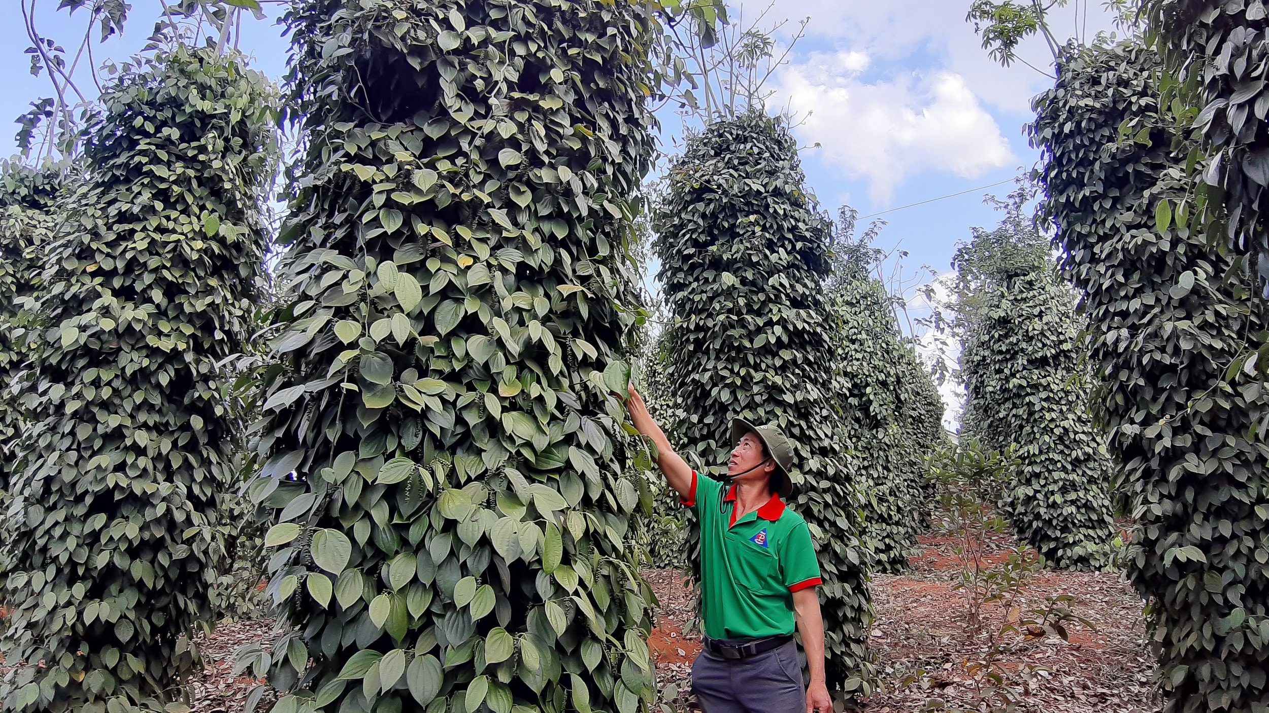 Giá tiêu hôm nay 23/4/2026: Trong nước giảm, thế giới ổn định