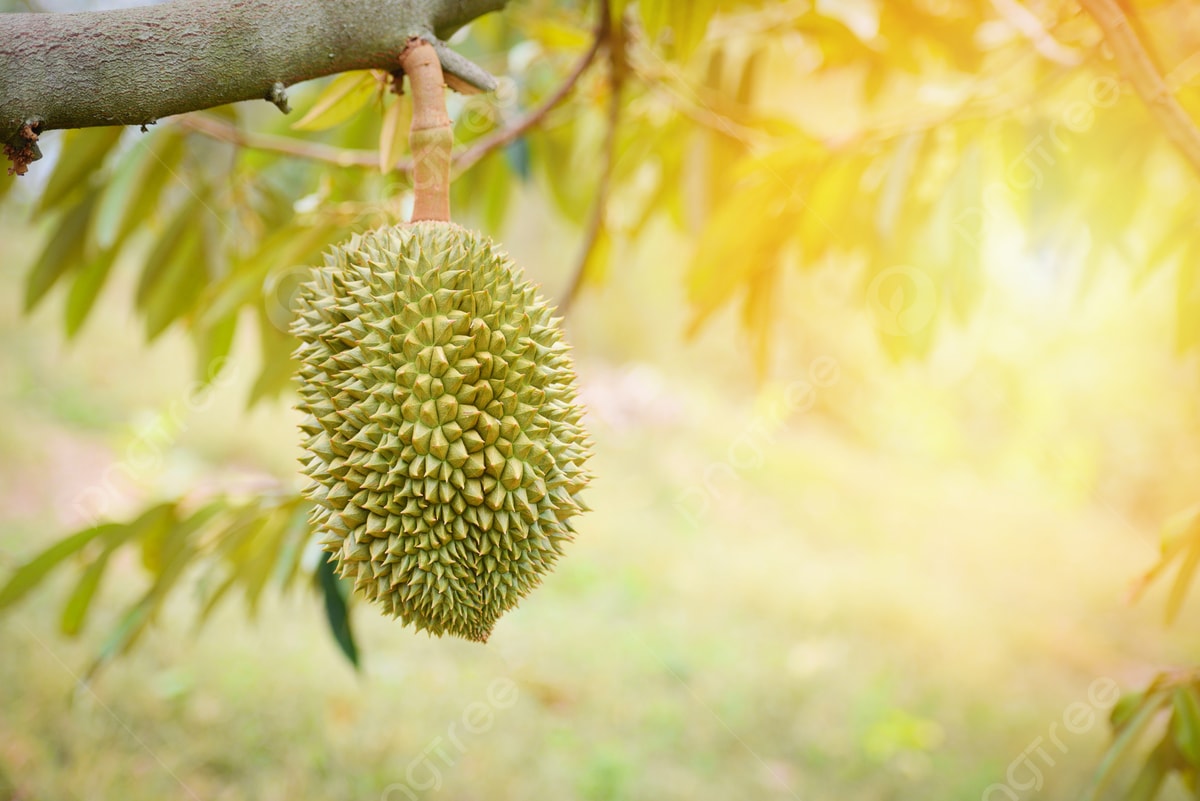 Giá sầu riêng hôm nay 24/4/2026: RI6 52.000-60.000 đồng/kg