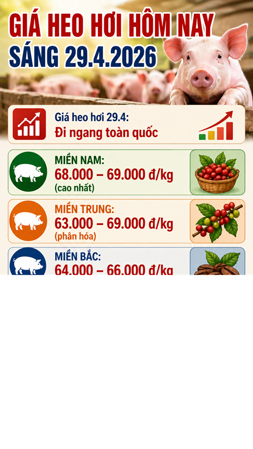 Giá heo hơi hôm nay 29.4: Nhiều nơi chạm ngưỡng cao
