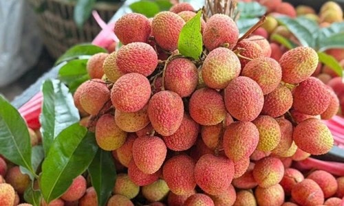 Vải thiều chín sớm tại vườn trong bối cảnh sản lượng sụt giảm mạnh năm 2026