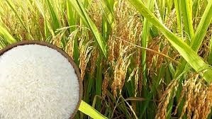 Thị trường lúa gạo tại Đồng bằng sông Cửu Long ổn định trong phiên sáng ngày 4/5/2026