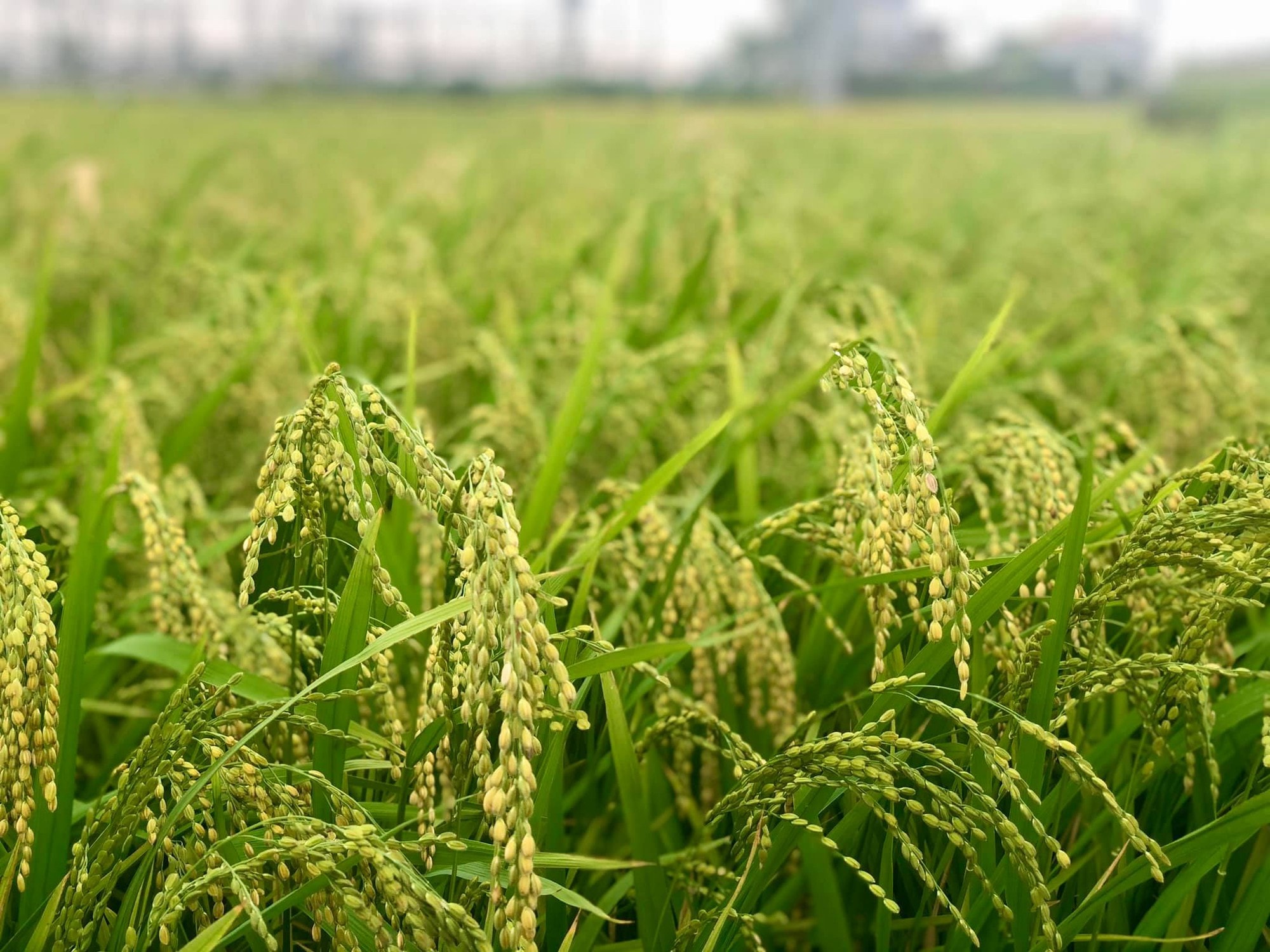 Giá phân bón hôm nay 11/5/2026: Cao nhất DAP Nga
