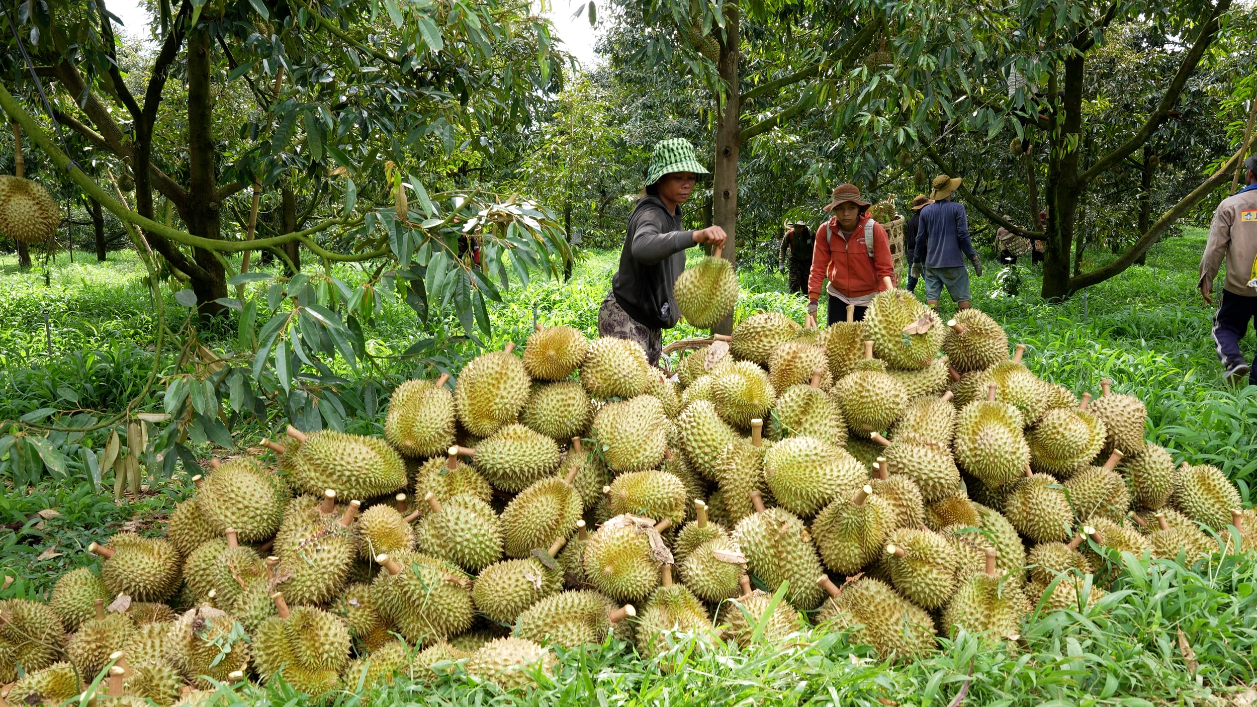 Giá sầu riêng hôm nay 18/5/2026: Chênh lệch ba miền lên 16.000 đồng/kg
