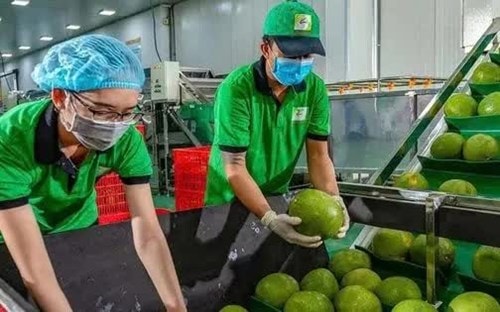 Hội nghị công bố Nghị định thư xuất khẩu bưởi và chanh tươi sang Trung Quốc tại TP Hồ Chí Minh