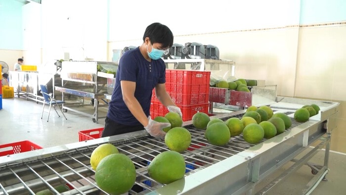 Nhà máy sơ chế bưởi tại tỉnh Vĩnh Long