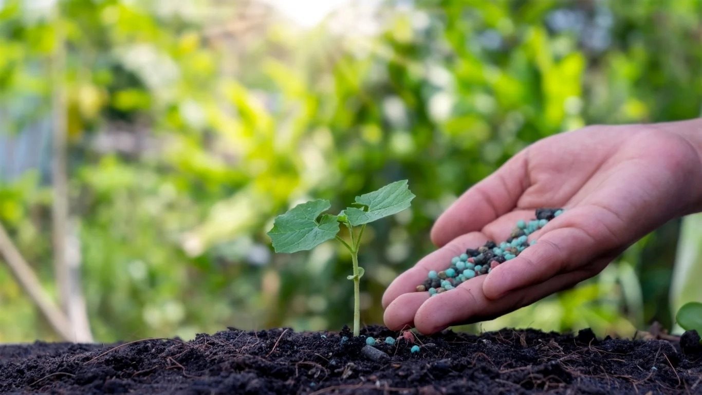 Giá phân bón hôm nay 21/5/2026 ổn định, NPK Bình Điền tăng sức hút