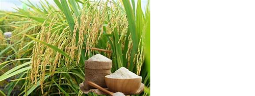 Thị trường lúa gạo hôm nay ghi nhận giá lúa tươi tăng mạnh tại Đồng bằng sông Cửu Long