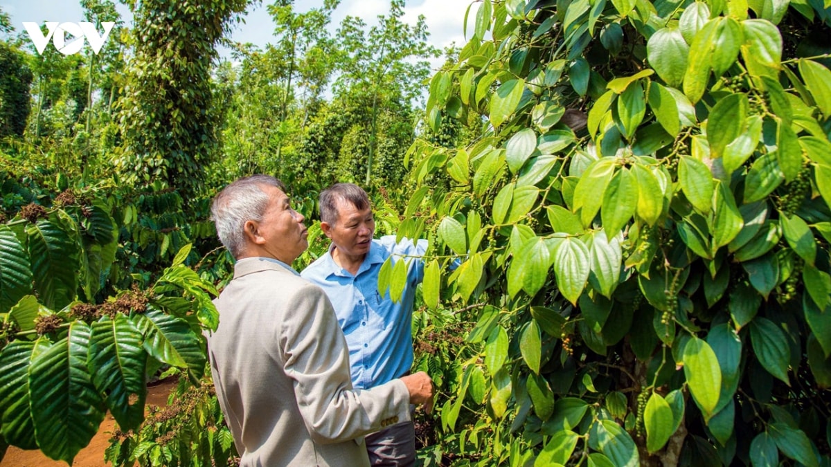 Giá tiêu hôm nay 21/5/2026: Giá tiêu Việt Nam rẻ nhất khu vực
