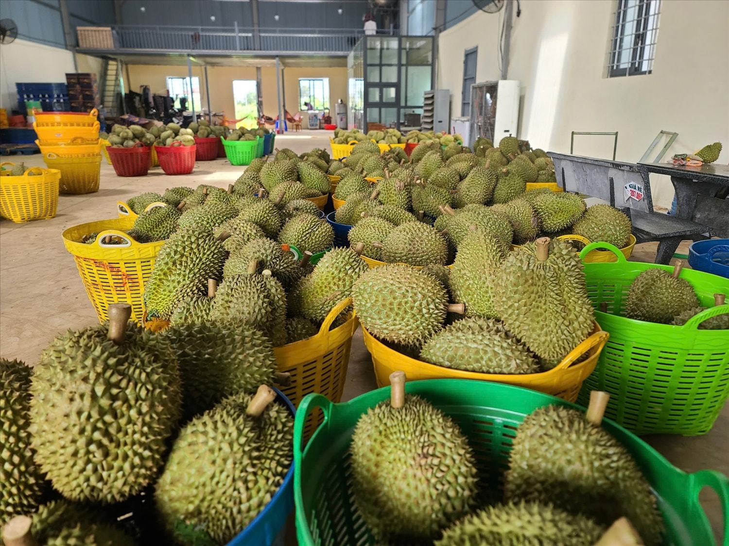 Giá sầu riêng hôm nay 20/5/2026: 3 vùng trồng chênh đến 16.000 đồng/kg