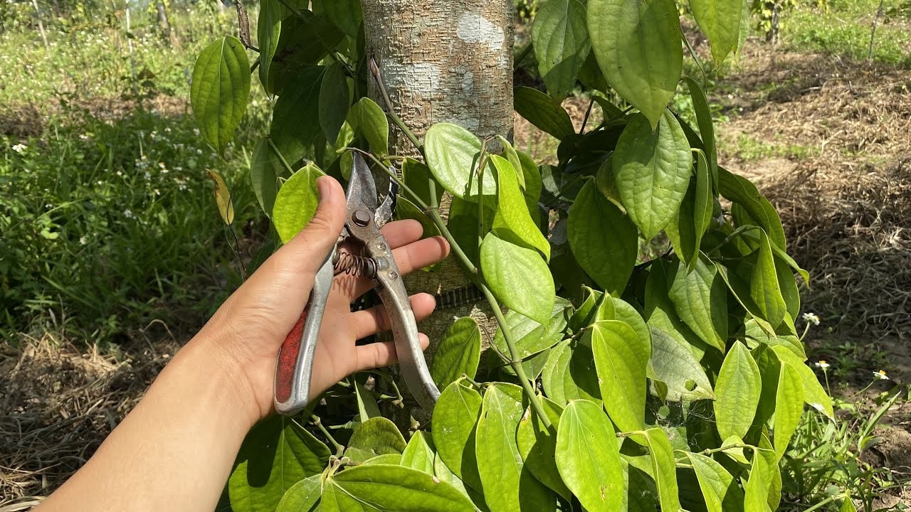 Giá tiêu hôm nay 20/5/2026: Trong nước đi ngang