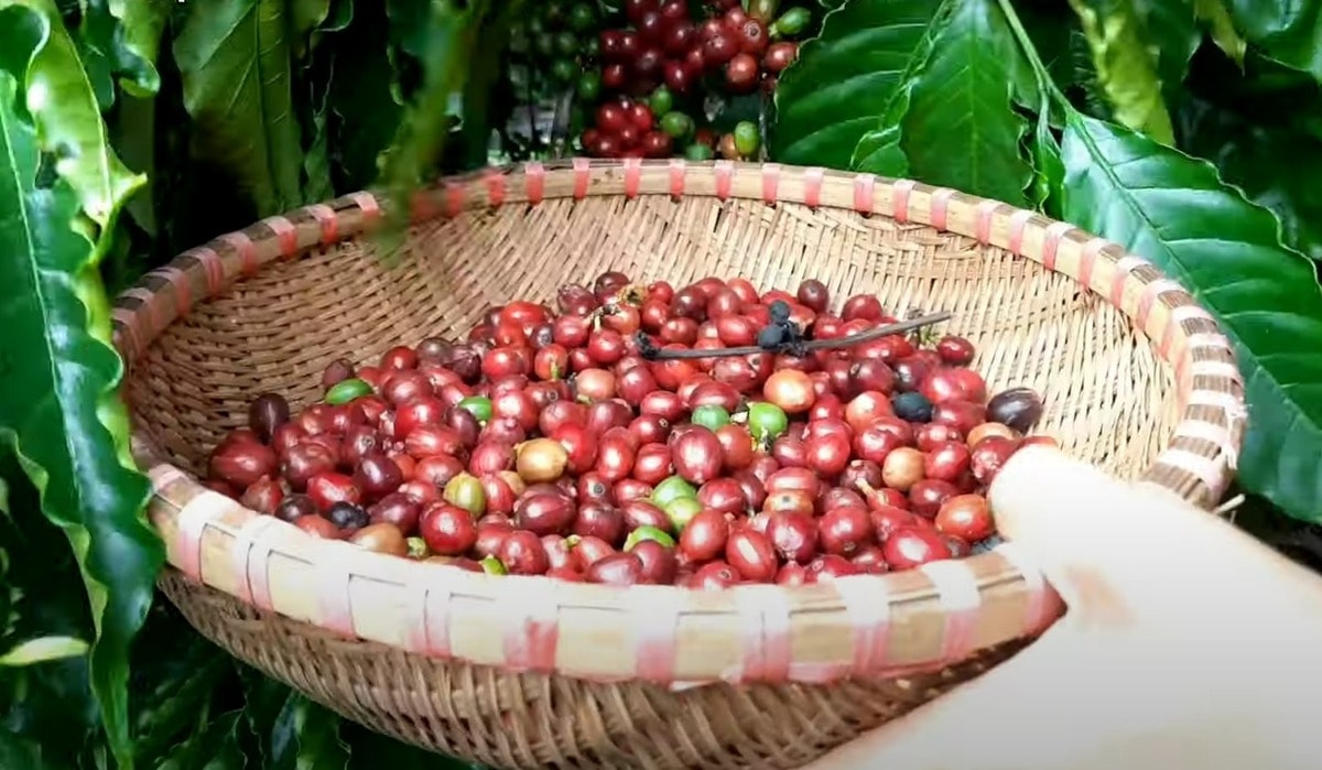 Bản tin nhanh Giá cà phê hôm nay 25 5 2026 đảo chiều tăng trở lại