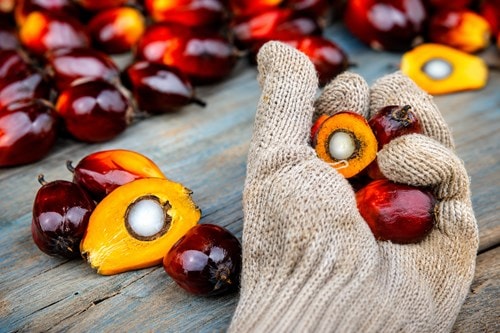 Thị trường dầu cọ thế giới biến động trước các chính sách mới từ Indonesia