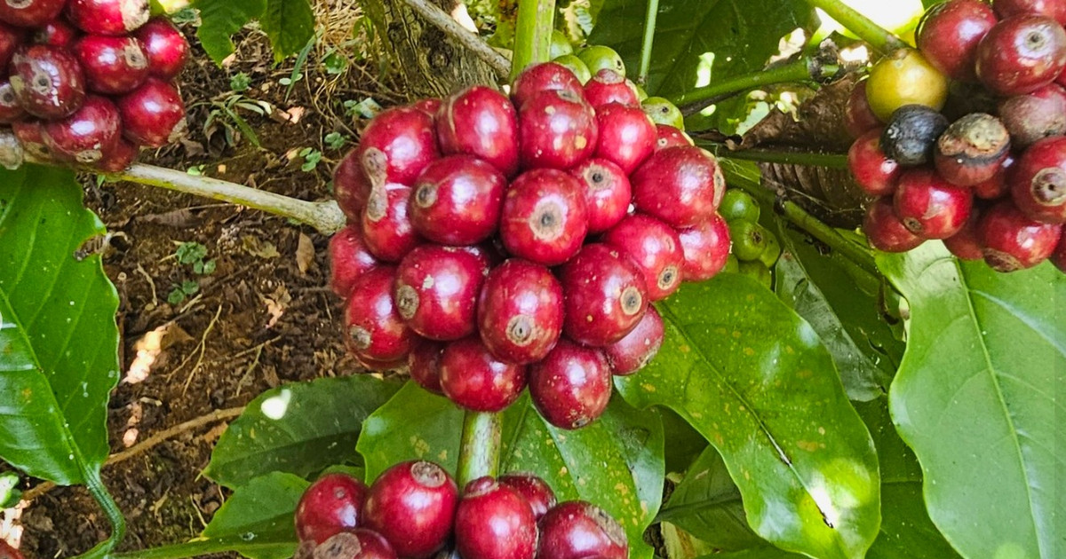 Giá cà phê hôm nay 14/8/2026: Robusta bốc hơi 108 USD/tấn, trong nước giảm sốc