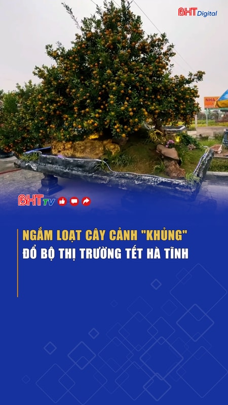 Ngắm loạt cây cảnh "khủng" đổ bộ thị trường Tết Hà Tĩnh