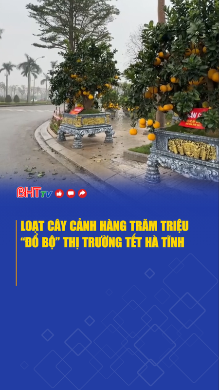 Loạt cây cảnh hàng trăm triệu “đổ bộ” thị trường tết Hà Tĩnh