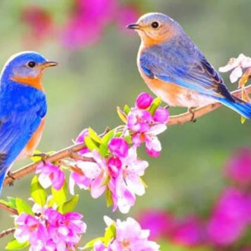 VĂN NGHỆ THIẾU NHI: Hoa lá mừng xuân