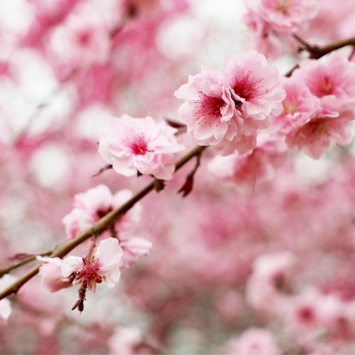 Văn nghệ tổng hợp: Khi mùa xuân gõ cửa