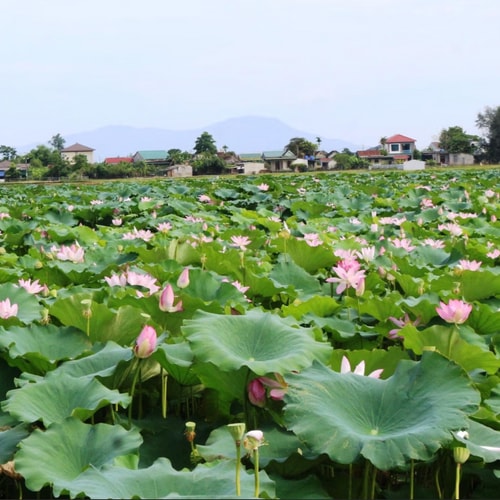 Quê hương con người Hà Tĩnh: Thành Sen mùa hoa nở