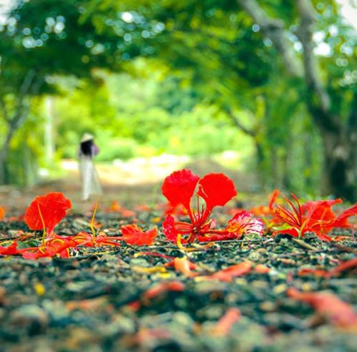 Văn nghệ tổng hợp: Những miền thương nhớ