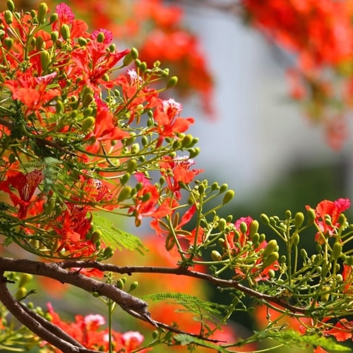 Nhịp cầu âm nhạc: Mùa hè yêu thương