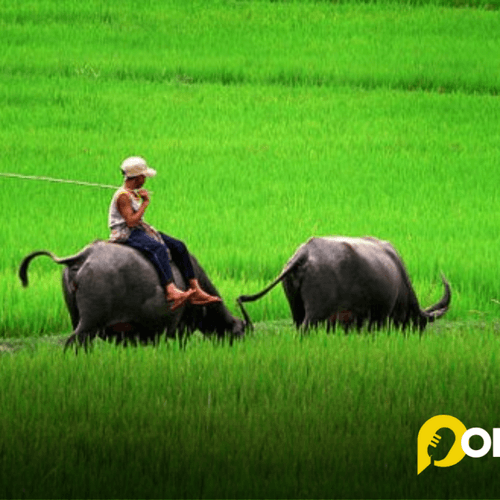 Văn hoá Văn nghệ dành cho Người Cao tuổi: Hương thời gian