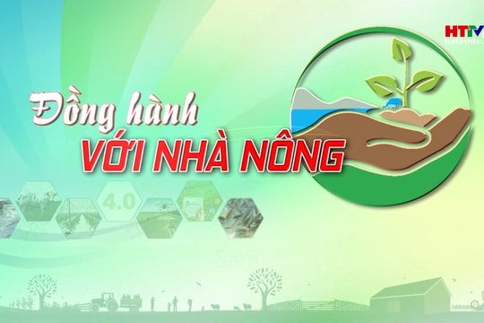 Khi lợn rừng được nuôi bằng thảo dược