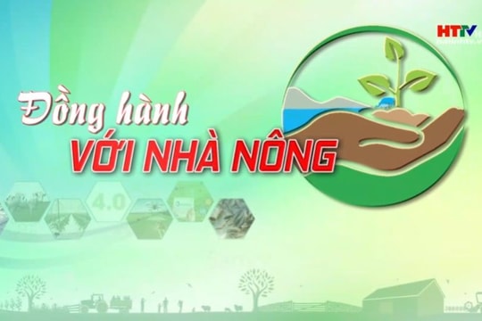 Nâng cao hiệu quả trong nuôi trâu thương phẩm