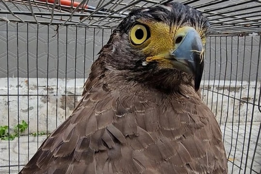 Chim "lạ" sải cánh gần 1m, sà xuống ruộng ngô bắt rắn ở Đồng Nai