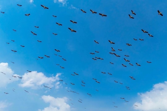 Xuất hiện hàng trăm con chim quý "đuôi ánh lục, mỏ xám sừng hơi lục" bay về Gia Lai tìm kiếm thức ăn