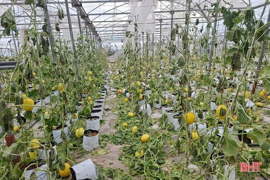 Nông dân mong ngân hàng “gỡ khó” sau thiệt hại vì thiên tai