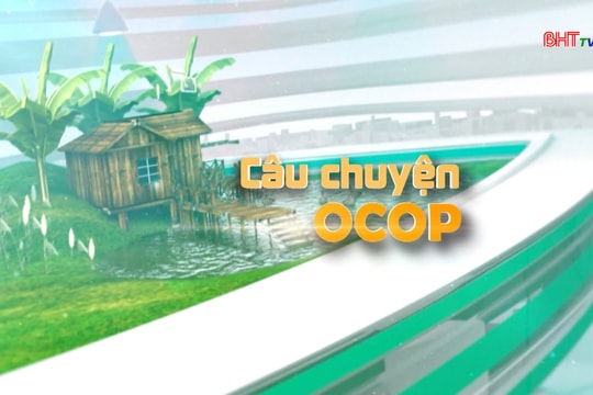 Nấm bào ngư Huy Tuận