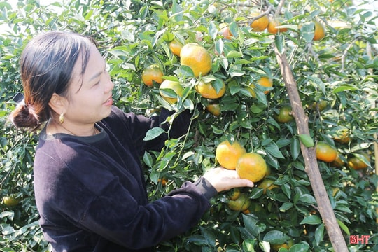 Rộn ràng mùa thu hoạch cam bù ở xã miền núi Hà Tĩnh