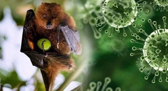 Chuyên gia lý giải nguyên nhân virus Nipah có tỷ lệ tử vong cao