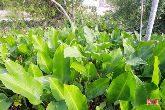 Giá lá dong tăng cao, người dân phấn khởi vào vụ thu hoạch