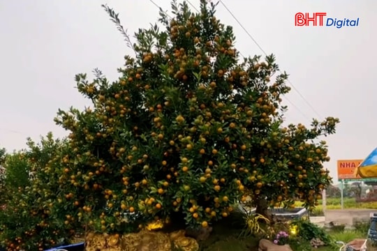 Ngắm loạt cây cảnh "khủng" đổ bộ thị trường Tết Hà Tĩnh