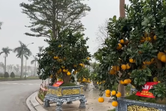 Loạt cây cảnh hàng trăm triệu “đổ bộ” thị trường tết Hà Tĩnh