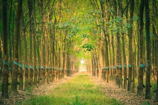 Giá cao su hôm nay 5/2: Sàn Nhật Bản phục hồi mạnh 1,5% nhờ đồng Yen suy yếu