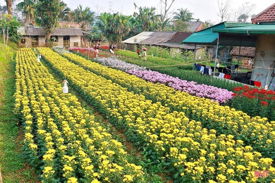 Khám phá làng hoa mới nổi ở Hà Tĩnh