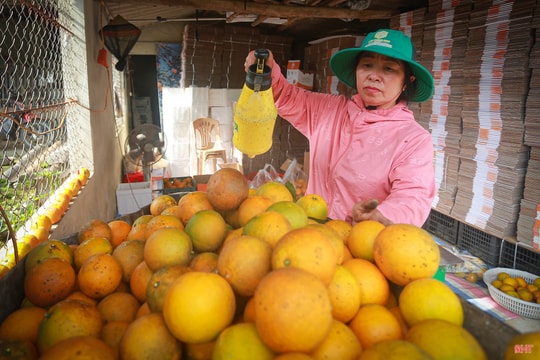 Theo chân nhà vườn “đếm quả tính tiền” mùa cam Tết
