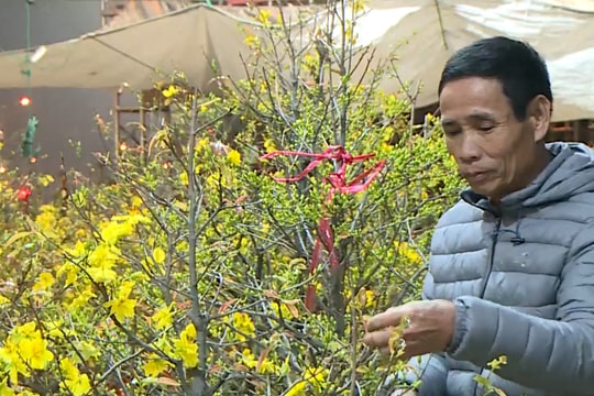 Ăn ngủ cùng đào, mai trong những đêm giá lạnh giáp Tết