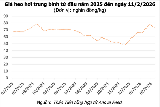 Giá heo hơi ngày 11/2: Đà giảm lan rộng tại miền Bắc, mức cao nhất 74.000 đồng/kg