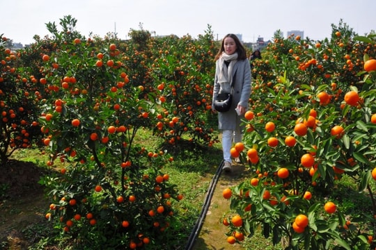 Cách chọn đào quất đẹp chơi Tết Bính Ngọ 2026