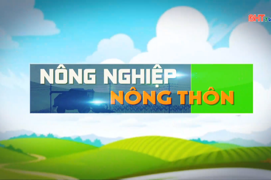 Làng hoa Hà Tĩnh rộn ràng vào Tết