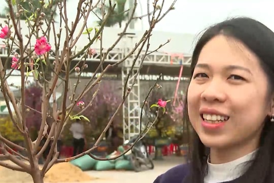 Thú chơi cây ngày tết, cây cảnh "mini" soán ngôi hàng truyền thống