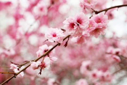 Văn nghệ tổng hợp: Khi mùa xuân gõ cửa