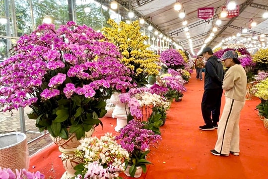 Lễ hội Cầu Bông làng rau Trà Quế 2026: Làng du lịch tốt nhất thế giới khai hội đầu xuân Bính Ngọ