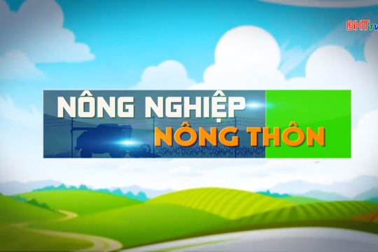 Hiệu quả từ mô hình trồng rừng keo tam bội thâm canh