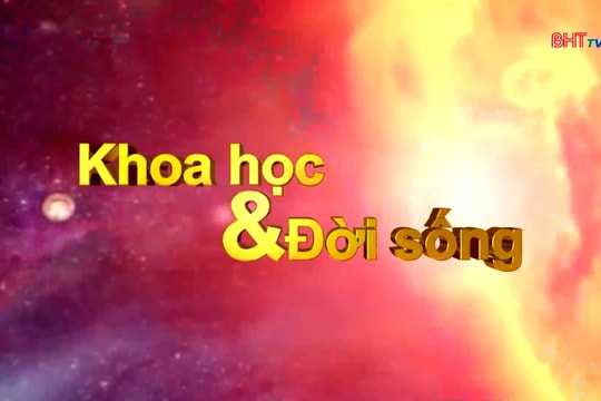 Hồi sức cho cây cảnh sau Tết: bí quyết đánh thức mầm xanh