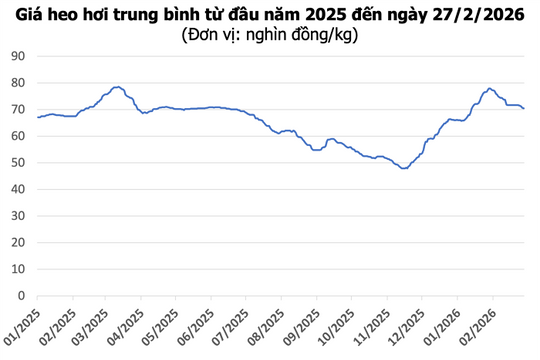 Giá heo hơi hôm nay 27/2: Miền Bắc và miền Trung giảm đồng loạt, mức thấp nhất 69.000 đồng/kg